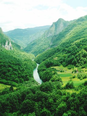 güzel yeşil orman manzara