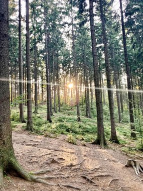 Yeşil çam ormanı, doğal manzara.