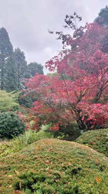Kırmızı yapraklı sonbahar manzarası