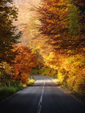 Sonbahar ormanlarında asfalt yol, altın yapraklı ağaçlar. güneşli bir gün 