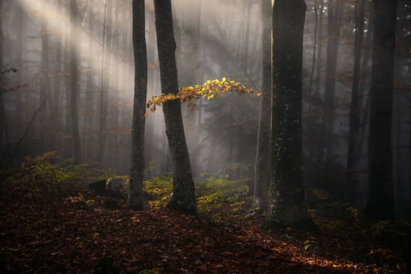 Widoki Jesienny Las Drzewa Żółtymi Liśćmi Wczesnoporanna Mgła Promienie Słońca — Zdjęcie stockowe