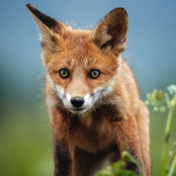 Close Image Red Fox Looking Camera While Hunting Nature — Stock Photo, Image
