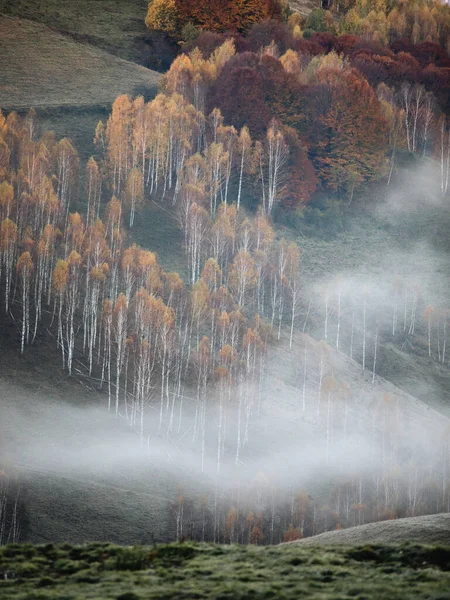 Hermoso Bosque Niebla Las Montañas Otoño —  Fotos de Stock
