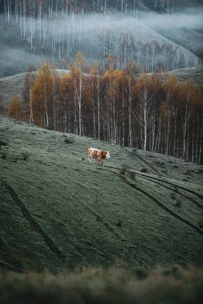 Lost cow in the mountains
