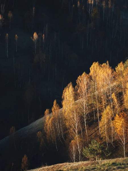 Piękny Jesienny Krajobraz Brzozami Górach — Zdjęcie stockowe