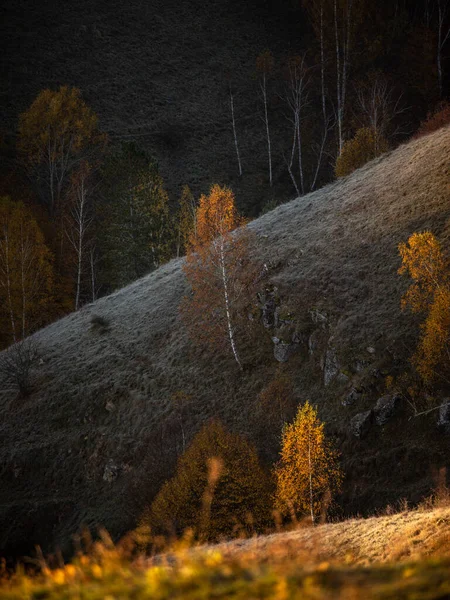 Floresta Outono Árvores Coloridas Nas Montanhas — Fotografia de Stock