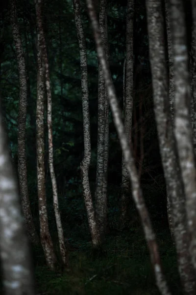 Крупним Планом Стовбури Дерев Темному Буковому Лісі — стокове фото