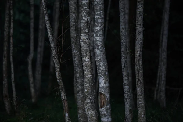 Крупним Планом Стовбури Дерев Темному Буковому Лісі — стокове фото