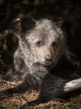 Ormandaki kahverengi ayı yavrusunun yakınına. Bucegi Dağları, Romanya.