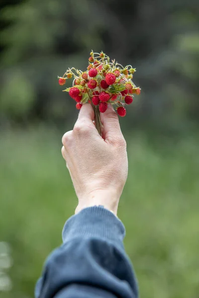 Person Holding Bunch Wild Strawberries — Stock Photo, Image