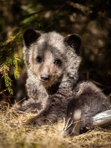 Filhote Urso Marrom Floresta Selvagem Bucegi Mountains Roménia — Fotografia de Stock