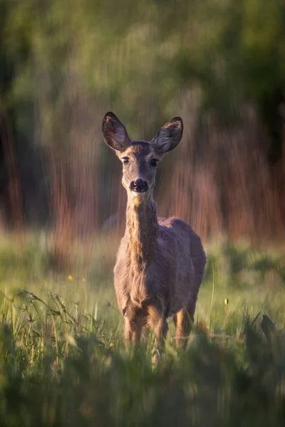 Road Deer Portrait Woods — Stock Photo, Image