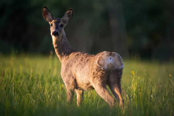 Roe Deer Standing Field — Stock Photo, Image