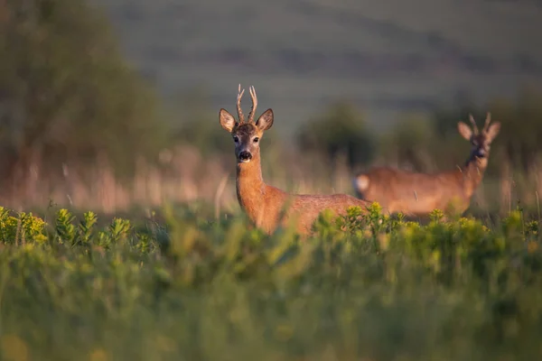 Majestic Roe Deer Standing Green Meadow Summer — Stock Photo, Image