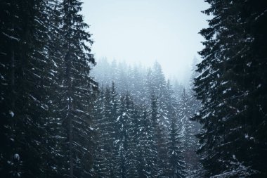 Winter landscape of snow covered pine forest in the mountains  clipart