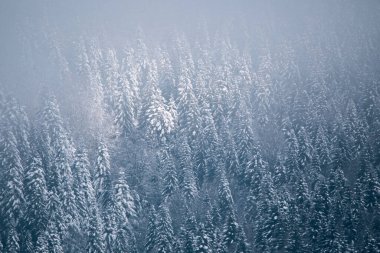 Sisli kış manzarası. Çöldeki çam ağaçları karla kaplıydı.