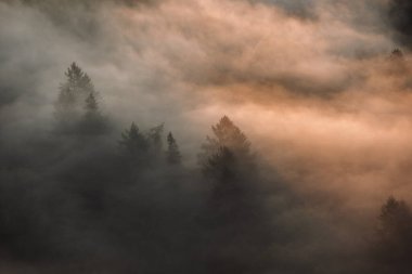 Sonbahar zamanı büyülü sisli orman. Bucovina, Romanya