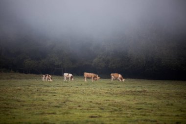 Romanya 'nın Bucovina kentindeki huzurlu bir vadide günbatımında çiftlik hayvanları otlanıyor.