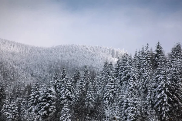 Śnieg Pokryte Sosny Dziczy Mglisty Zimowy Krajobraz — Zdjęcie stockowe