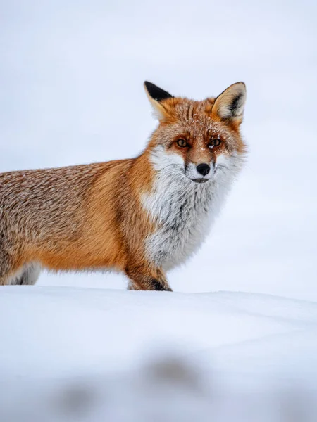 Red Fox Snow Looking Camera — Stock Photo, Image