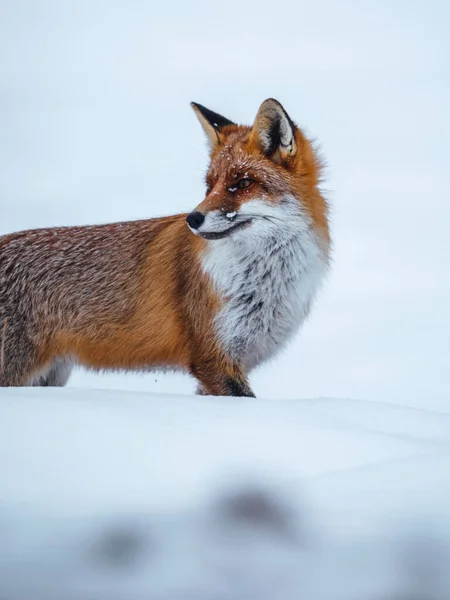 Beautiful red fox in the snow