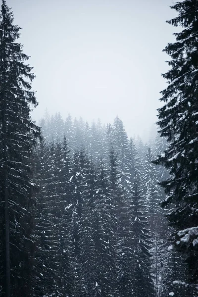 Piękne Sosny Pokryte Śniegiem Górach — Zdjęcie stockowe