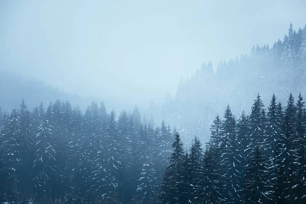 Zimowy Krajobraz Ośnieżone Drzewa Leśne Górach — Zdjęcie stockowe