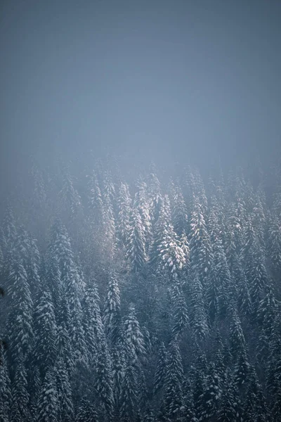 Świerki Pokryte Śniegiem Piękny Zimowy Las — Zdjęcie stockowe