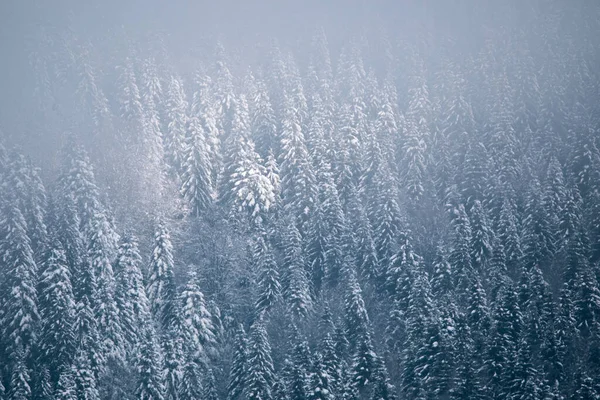 Mglisty Zimowy Krajobraz Sosny Pokryte Śniegiem Pustyni — Zdjęcie stockowe