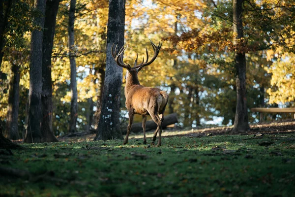 Beautiful Autumn Landscape Deer Forest — Stock Photo, Image