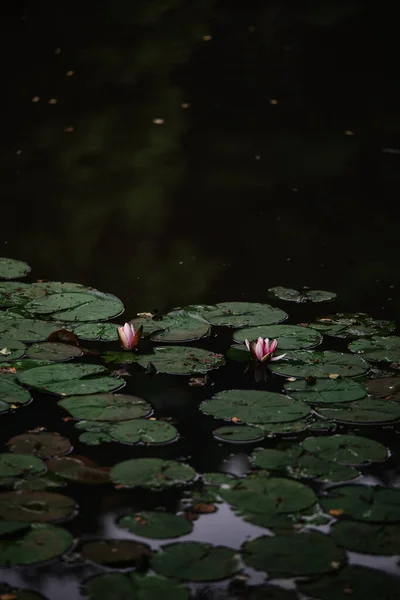 Piękne Lilie Wodne Sezonie Letnim — Zdjęcie stockowe