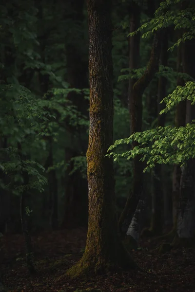 Таємничий Зелений Ліс Влітку — стокове фото