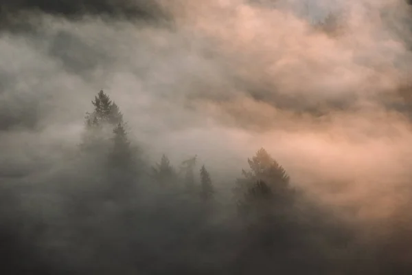 秋の時間に森と霧の風景 ルーマニアのブコビナ — ストック写真