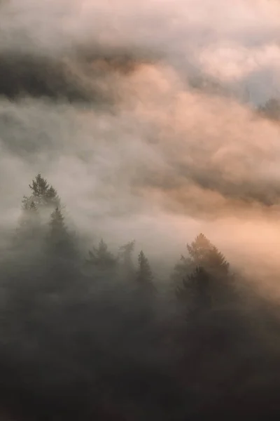 Туманный Лес Осенью Буковина Румыния — стоковое фото