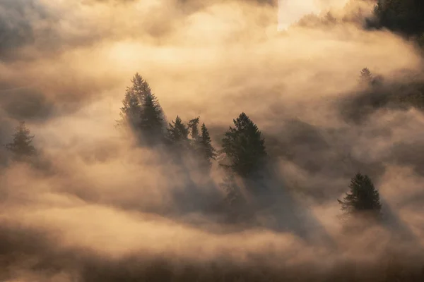 Piękny Mglisty Las Jesiennym Czasie Bukowina Rumunia — Zdjęcie stockowe