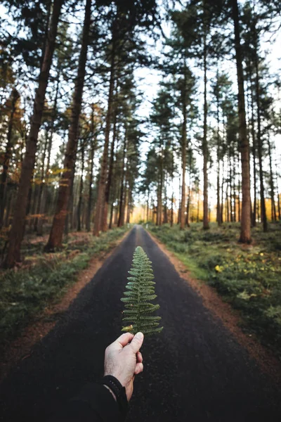 stock image Man holding fern in hand on the background of a forest road 