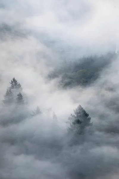 Moody misty forest landscape at autumn season