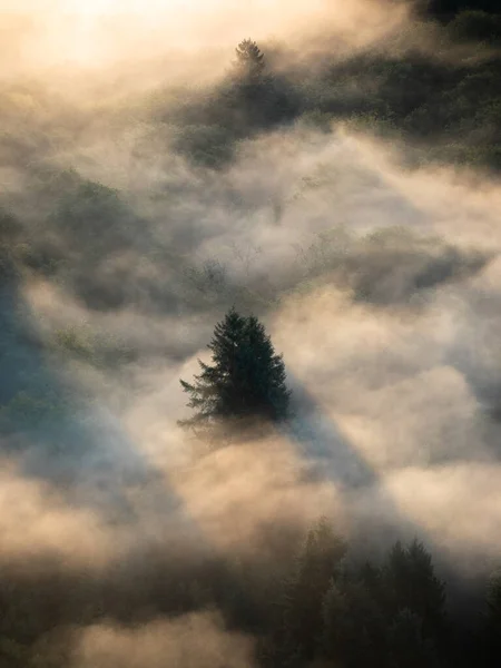Туманный Горный Ландшафт Осенью Верхушка Дерева Переднем Плане — стоковое фото