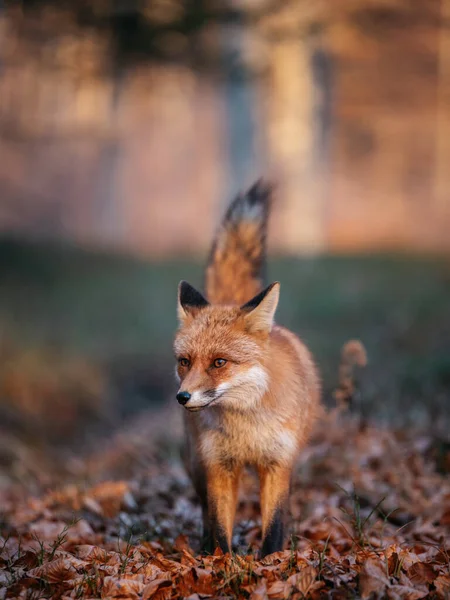 背景模糊的红狐肖像 — 图库照片