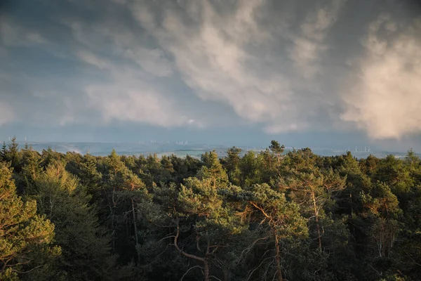 Indah Pandangan Langit Biru Dengan Awan Putih Dan Pohon Konifer — Stok Foto