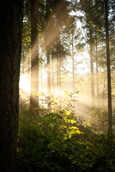 Beautiful Morning Wilderness Foggy Forest Sun Rays Trees — Stock Photo, Image