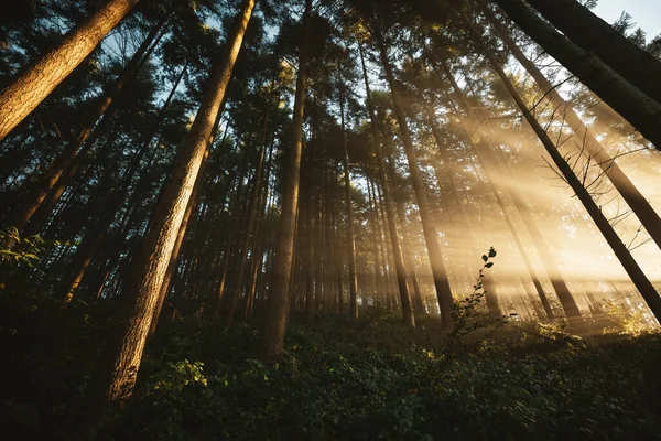 Floresta Faia Iluminada Por Raios Sol Através Nevoeiro Fundo Natureza — Fotografia de Stock