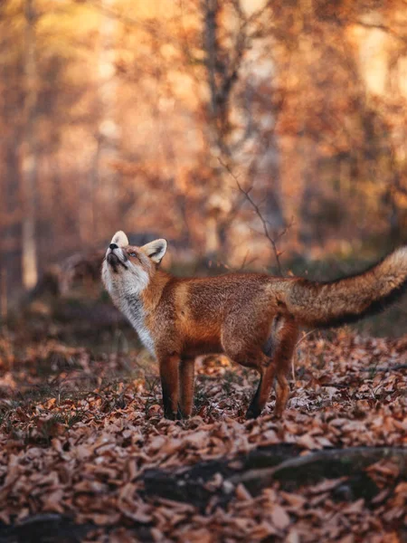 Beautiful Red Fox Portrait Autumn Forest — Stock Photo, Image