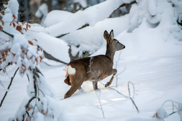 Beautiful Wild Deer Snow — Stock Photo, Image