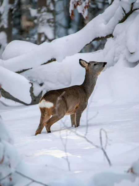 Portrait Wild Roe Deer Snow — Stock Photo, Image