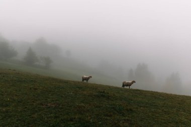 Sisin içinde koyun sürüsü olan güzel bir manzara. 
