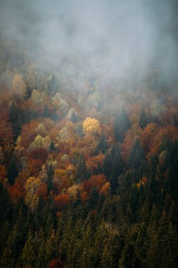 Dağ ormanlarında renkli sonbahar ağaçları