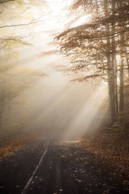Sonbahar renkleri ve ağaçlarda parlayan güneş ışıkları