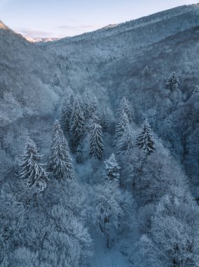 Spruce Ormanı, güzel hava manzarası. İnanılmaz karlı bir sahne. Noel teması. Kış doğası kavramı.