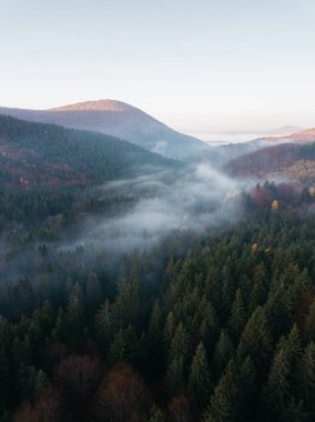 Yoğun çam ormanlarından yeşil çam ağaçlarından gölgeler ve gündoğumunda sonbahar dağlarında sarı yemyeşil ağaçlar görünür..